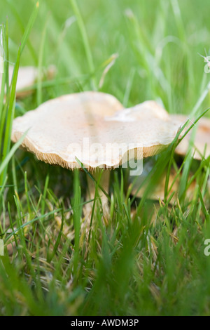 Großbritannien UK Nahaufnahme von Kiemen der Wiese Waxcap (Hygrocybe Pratensis) Pilze wachsen im Garten Rasen Rasen im Herbst Stockfoto