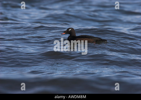 Weiß – geflügelte über Melanitta Fusca männlich am Ozean bei Lantzville Vancouver Island, BC Canada Stockfoto