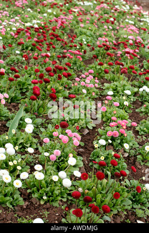 BELLIS PERENNIS TASSO SERIE Stockfoto