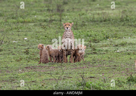 Gepard-Mutter mit ihren sechs junge Jungen über die Serengeti Tansania Ostafrika mit Blickkontakt Stockfoto