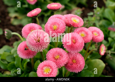 BELLIS PERENNIS TASSO SERIE Stockfoto