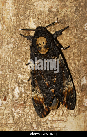 Totenkopfschwärmer Acherontia atropos Stockfoto