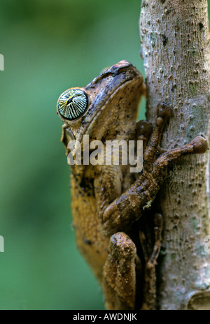 Amazonas-Regenwald. Lachend Frosch Osteocephalus SP. Peru Stockfoto