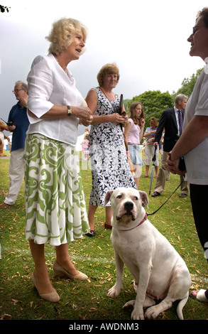 DIE HERZOGIN VON CORNWALL FORMAL CAMILLA PARKER BOWLES AM BOWOOD HUNDEAUSSTELLUNG UND JAHRMARKT Stockfoto