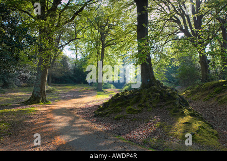 Weg durch den Wald, Burley, New Forest National Park Stockfoto