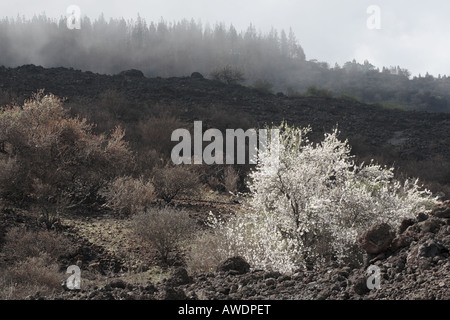 Mandelblüte auf Baum wächst in der Mitte der Lava-Gestein Stockfoto