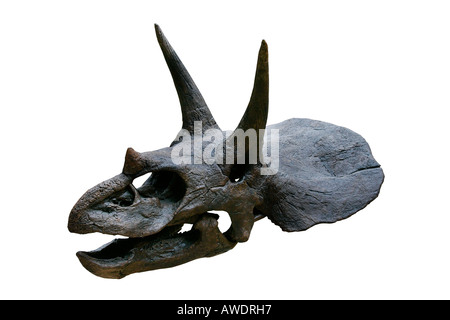 Triceratops Horridus 65 Millionen Jahre alten oberen Kreidezeit Hell Creek Formation von Harding County South Dakota USA Stockfoto