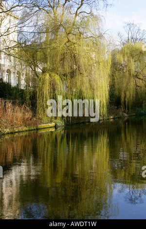 Die Regents Canal am westlichen Rand des Regenten Nordpark mit Villa entworfen von Quinlan Terry und Willow Tree Stockfoto