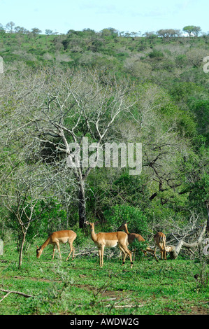 Süd Afrika Hluhluwe Imfolozi Umfolozi Park Stockfoto