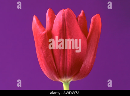 Rosa Tulpe Closeup auf lila Hintergrund Stockfoto