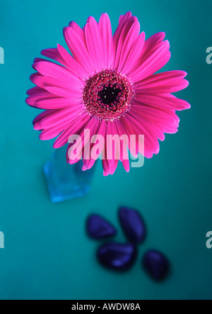 Rosa Gerbera in Glasvase Stockfoto
