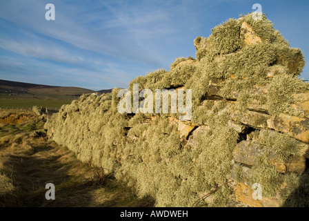 dh Flechten Flechten UK Flechten auf trockenen stonewall Deich Stockfoto