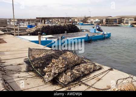 Auster Muschel Boote Port Leucate Aude Languedoc Roussillion Frankreich Stockfotografie Alamy