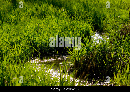 Ein kleiner Bach fließt durch eine Wiese im zeitigen Frühjahr. Stockfoto