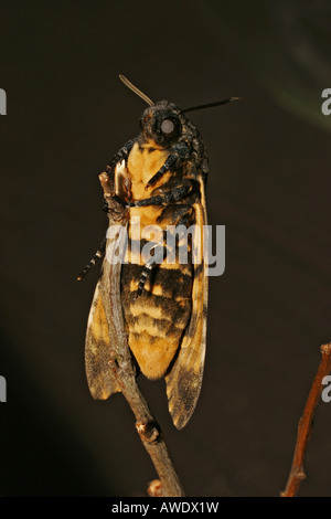 Totenkopfschwärmer Acherontia atropos Stockfoto