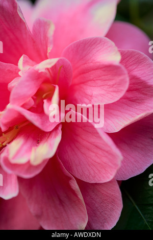 Rosa blühende Kamelie im Vereinigten Königreich im zeitigen Frühjahr Stockfoto