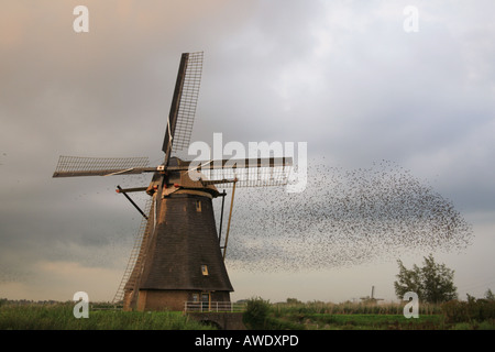 Stare Schlafplatz auf einer Windmühle in Kinderdijk, Holland Stockfoto