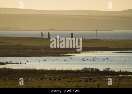 dh Anser Graulack Schwarm LOCH OF STENNESS ORKNEY SCHOTTLAND Vögel Fliegende Wildgänse im Feld Herde Herbst Gruppe Tierwelt herbstlich Stockfoto