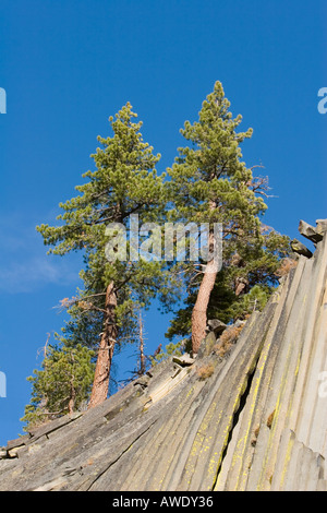 Zwei Kiefern - Basalt-Türme 2 Stockfoto