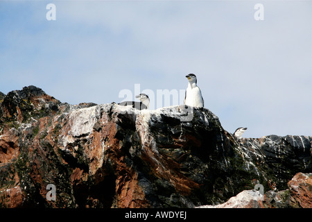 Kinnriemen Pinguine auf der Insel Südgeorgien Stockfoto