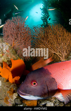 Einem großen erwachsenen männlichen Sheephead und Garibaldi sind in einem Wald aus riesigen Seetang aus Catalina Island, Kalifornien, USA abgebildet. Stockfoto