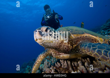 Eine vom Aussterben bedrohte Arten, grüne Meeresschildkröten, Chelonia Mydas, sind ein alltäglicher Anblick auf Hawaii. Stockfoto