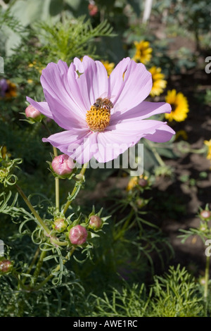 Biene auf Lavendel Kosmos Stockfoto