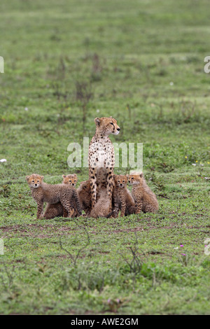 Gepard-Mutter mit ihren sechs junge Jungen über die Serengeti Tansania Ostafrika Stockfoto