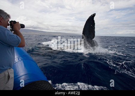 Ein Photograher ruft eine Nahaufnahme Blick am Heck eines Buckelwal, Impressionen Novaeangliae, Hawaii. Stockfoto