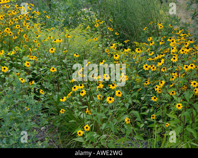 Brown-Eyed Susan (Rudbeckia triloba) Stockfoto