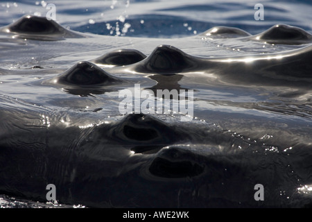 Einen genauen Blick auf die Beule wie Knöpfe, bekannt als Tuberkel auf der Oberseite der Kopf eines Buckelwal, Impressionen Novaeangliae. Stockfoto