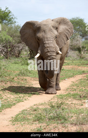 Großen Bull afrikanischer Elefant (Loxodonta Africana) hinunter Strecke, Krüger-Nationalpark, Südafrika Stockfoto