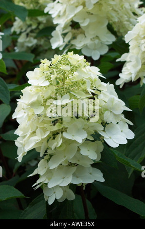Hydrangea Paniculata 'Unique' Stockfoto