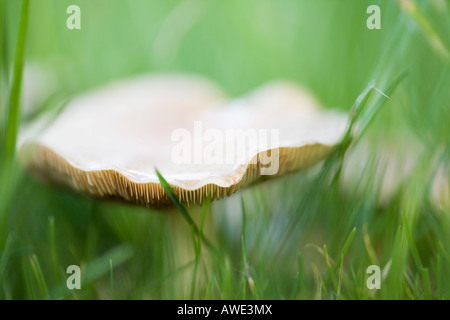 In der Nähe der Kiemen von Wiese Waxcap (Hygrocybe pratensis) Pilz in Garten Rasen Gras im Herbst wächst. Großbritannien Großbritannien Stockfoto