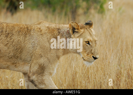 Süd Afrika Kruger National Park Stockfoto