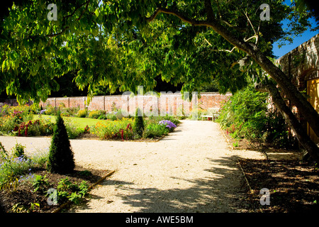 Persimon oder Datum Pflaume, Diospyros Lotus, Baum in der Walled Garden an Lydiard Park, Swindon, Wiltshire, England, UK Stockfoto