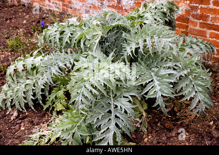 Karde (Cynara Cardunculus) Pflanze Stockfoto