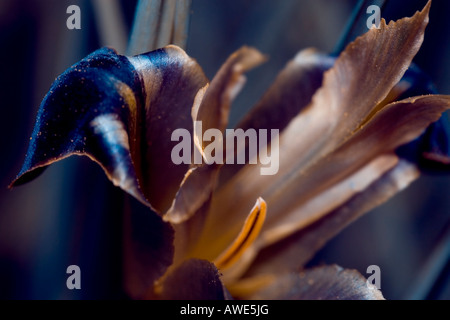 Nahaufnahme eines schwarzen Blütenblätter Stockfoto