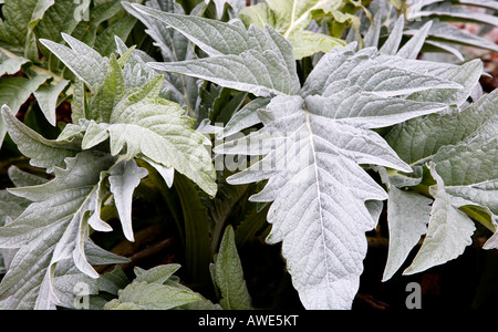 Karde (Cynara Cardunculus) Blätter Stockfoto