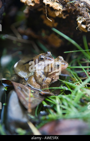 Frösche in einem Gartenteich Paarung Stockfoto