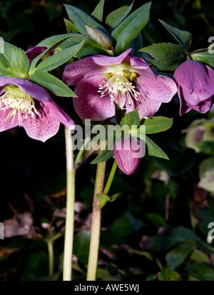 GEMEINSAMER NAME: Nieswurz lateinischer NAME: Helleborus Orientalis Stockfoto