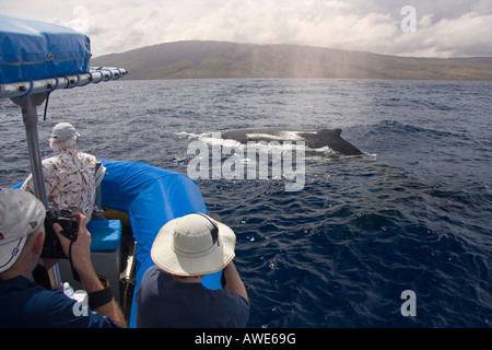 Wal-Beobachter erhalten eine Nahaufnahme Blick auf ein Buckelwal, Impressionen Novaeangliae, Hawaii. Stockfoto