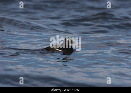 Weiß – geflügelte über Melanitta Fusca männlich am Ozean bei Lantzville Vancouver Island, BC Canada Stockfoto