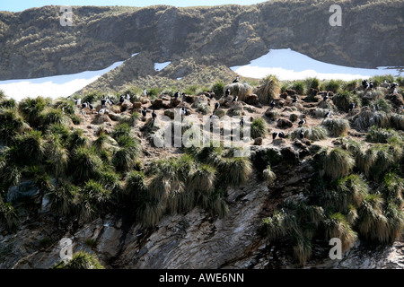 Pinguine sitzen hoch auf einer Klippe tussic Gras auf der Insel Südgeorgien Stockfoto