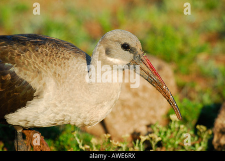 Südafrika Addo Elephant Park Hadeda Ibis Bostrychia hagedash Stockfoto