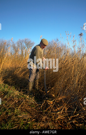 Schneiden das Blatt von Hand auf den Norfolk Broads Marshman Stockfoto