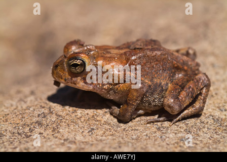 Die südlichen Kröte, Anaxyrus Terrestris, ist eine wahre Kröte heimisch in den südöstlichen Vereinigten Staaten mittlerer Größe (7,5 cm). Stockfoto