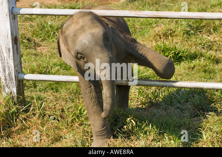 Elefant Baby klettern einen Zaun auf dem Elephant Breeding Center Royal Chitwan Nationalpark Chitwan Nationalpark NEPAL Asien Stockfoto