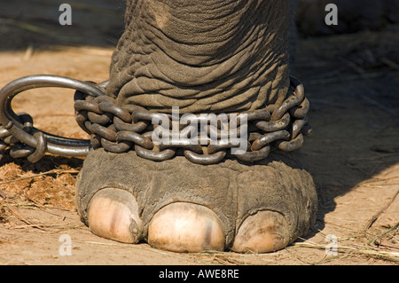 BONDAGE angekettet Elefant Fuß an Elephant Breeding Center Royal Chitwan Nationalpark Nationalpark NEPAL Asien Stockfoto