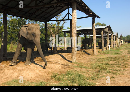 Elefant auf dem Elephant Breeding Center Royal Chitwan Nationalpark Chitwan Nationalpark NEPAL Asien Erhaltung Sauraha Stockfoto